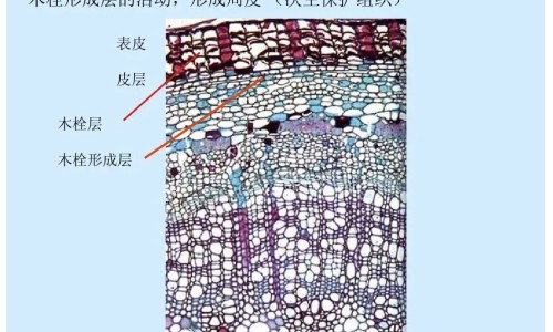 洗脸用什么香皂-洗脸专用的香皂,中国洗脸用什么香皂杀菌效果好网站